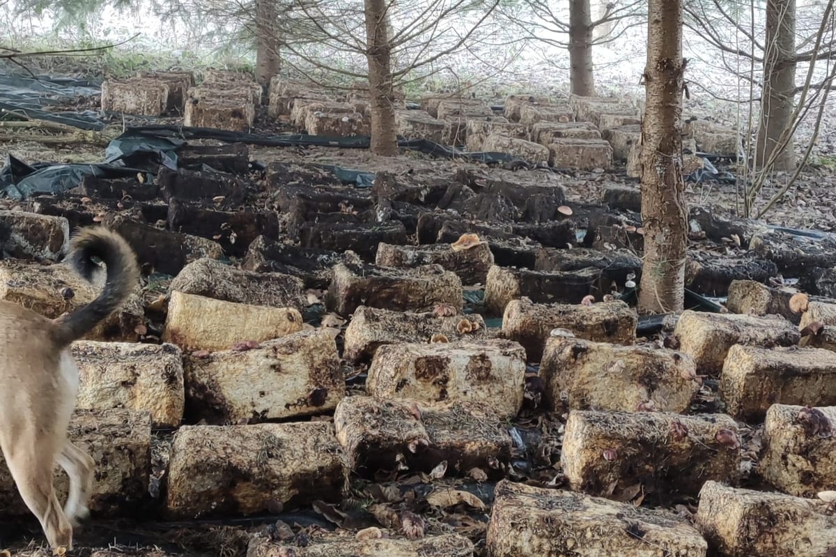 Les pleurotes de l'orne