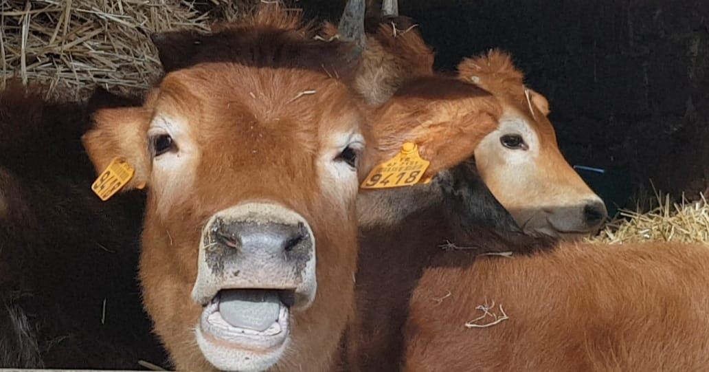 [vidéo] Ferme de Trutt